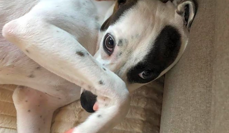 These Aurora-based puppies are up for adoption and in need of a good home