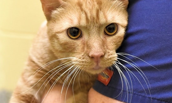 Want to adopt a pet? Here are 4 lovable kitties to adopt now in Baltimore