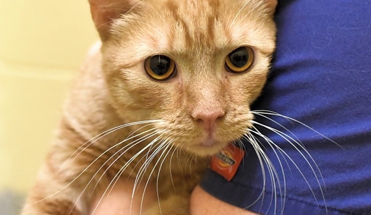 Want to adopt a pet? Here are 4 lovable kitties to adopt now in Baltimore