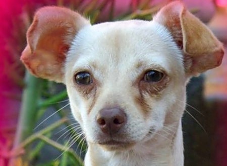 3 cuddly canines to adopt now in Riverside