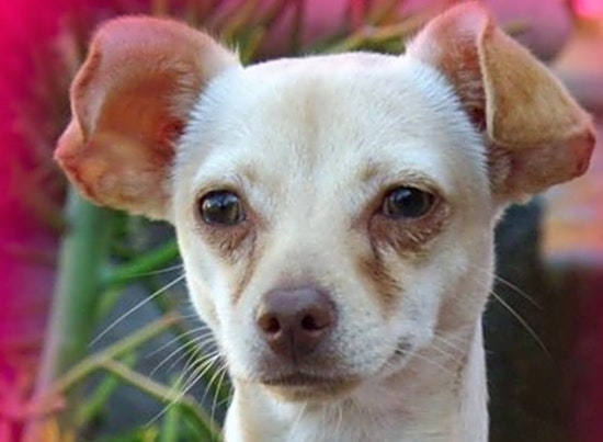 3 cuddly canines to adopt now in Riverside