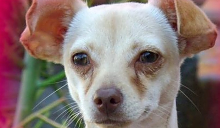 3 cuddly canines to adopt now in Riverside