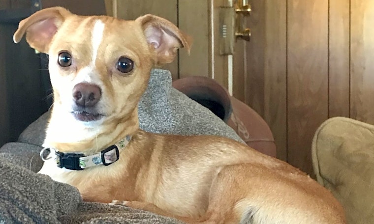 6 delightful doggies to adopt now in Tucson