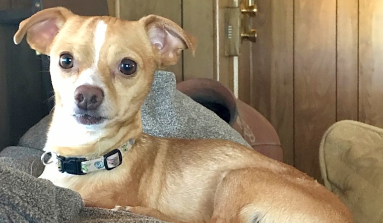 6 delightful doggies to adopt now in Tucson