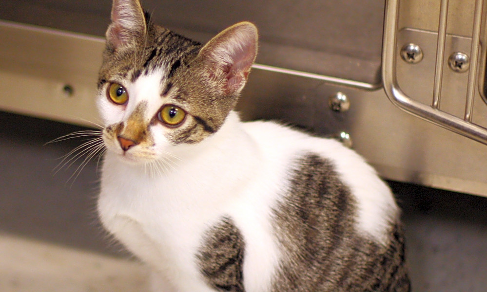 5 cuddly kittens to adopt now in San Diego