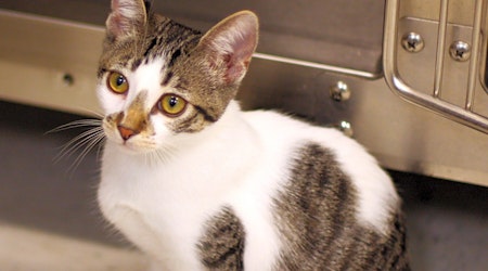 5 cuddly kittens to adopt now in San Diego