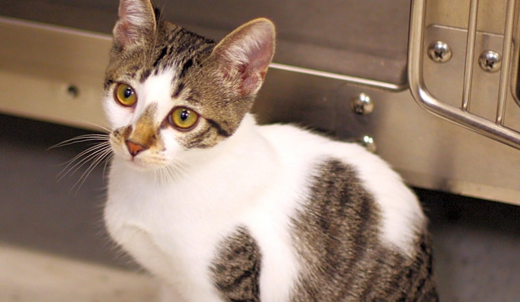 5 cuddly kittens to adopt now in San Diego