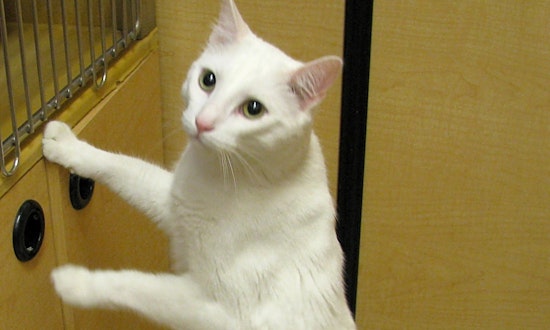 Want to adopt a pet? Here are 6 lovable kitties to adopt now in Tulsa