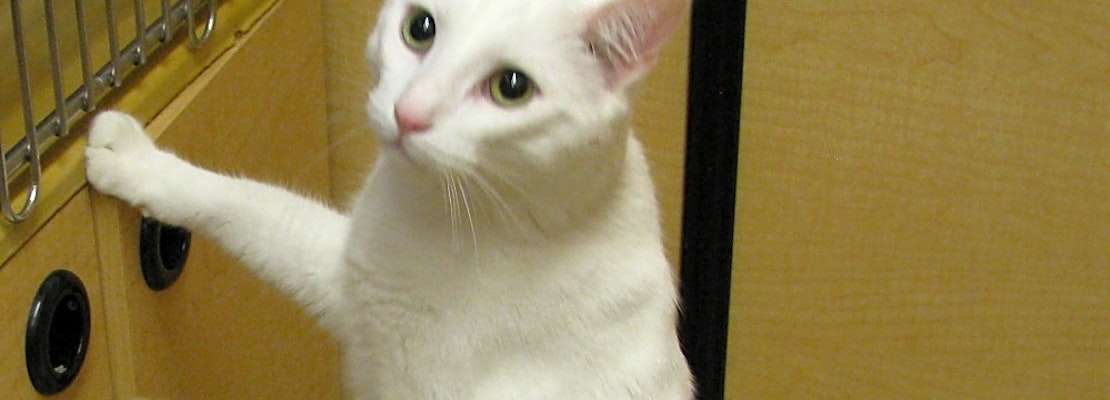 Want to adopt a pet? Here are 6 lovable kitties to adopt now in Tulsa