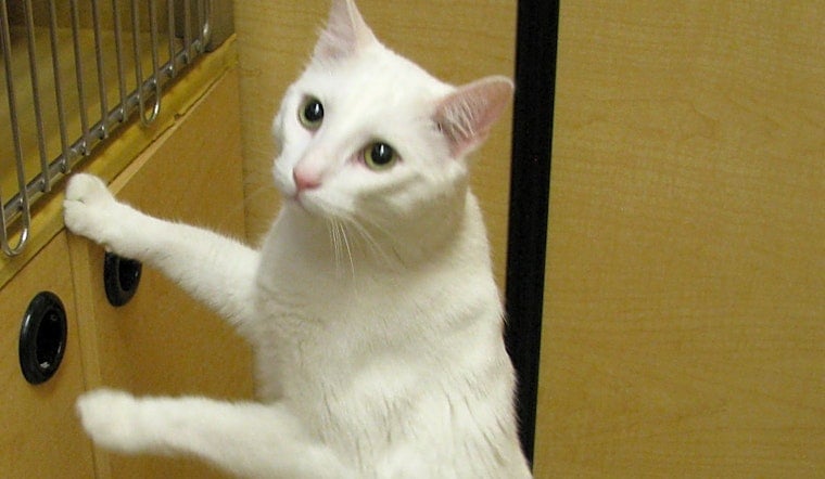 Want to adopt a pet? Here are 6 lovable kitties to adopt now in Tulsa