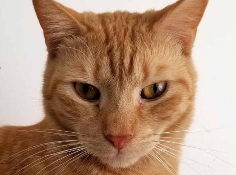 Want to adopt a pet? Here are 5 charming cats to adopt now in Philadelphia