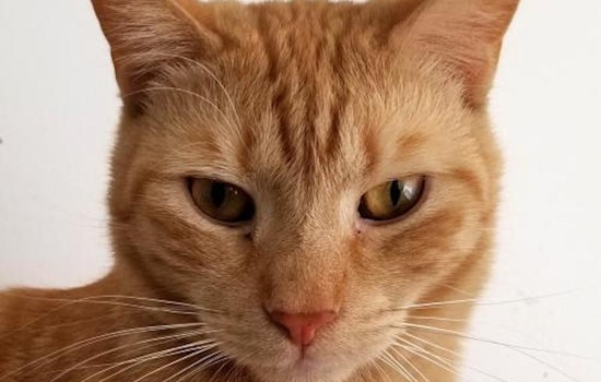 Want to adopt a pet? Here are 5 charming cats to adopt now in Philadelphia