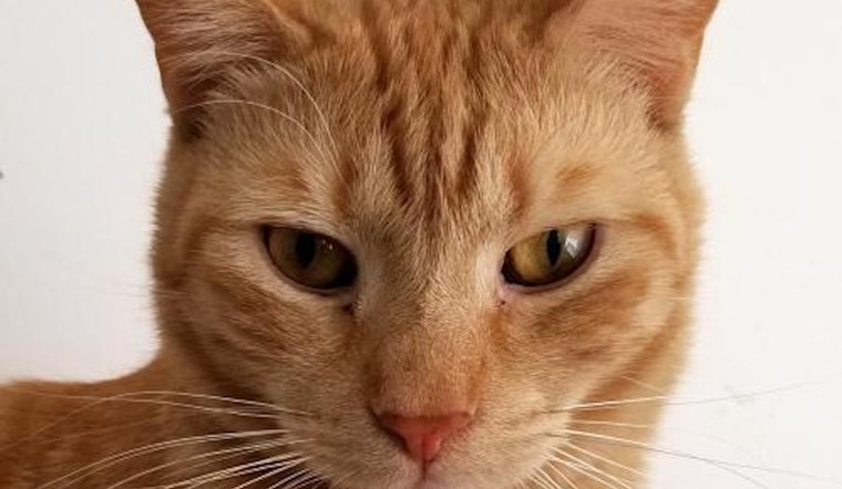 Want to adopt a pet? Here are 5 charming cats to adopt now in Philadelphia