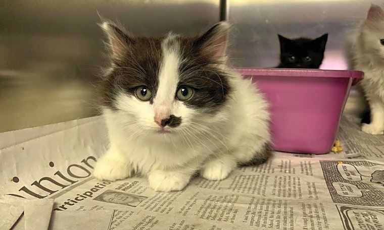 7 cute kitties to adopt now in Washington
