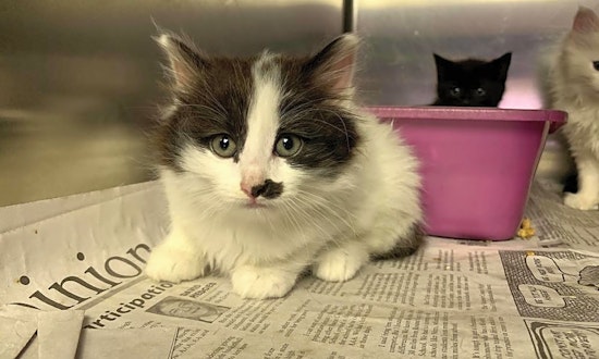 7 cute kitties to adopt now in Washington