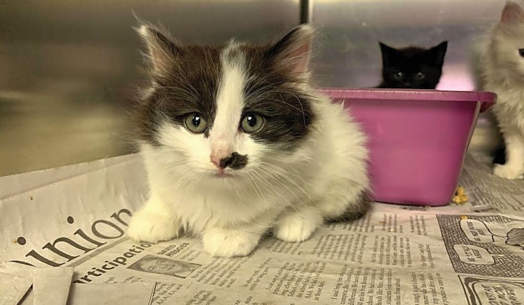 7 cute kitties to adopt now in Washington