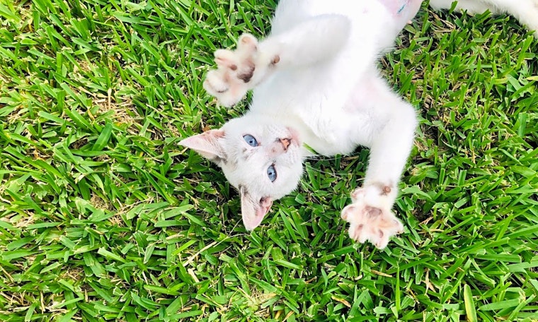 5 cute kitties to adopt now in Houston