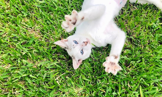 5 cute kitties to adopt now in Houston
