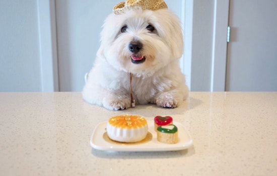 New Presidio Heights pet store Mishka offers 'finer things' for fur babies