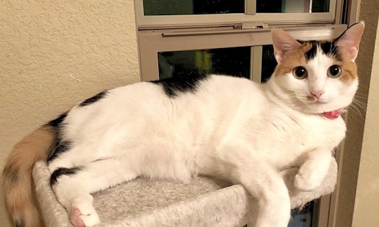 Always wanted a cat? Here are 6 cheeky felines to adopt now in Fort Worth