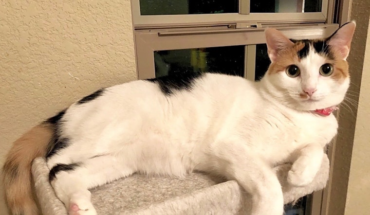 Always wanted a cat? Here are 6 cheeky felines to adopt now in Fort Worth