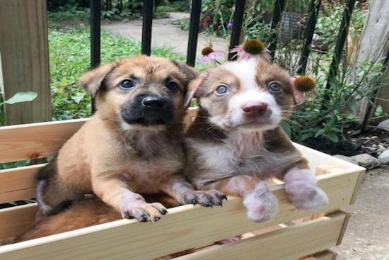 Looking to adopt a pet? Here are 4 cuddly canines to adopt now in Austin