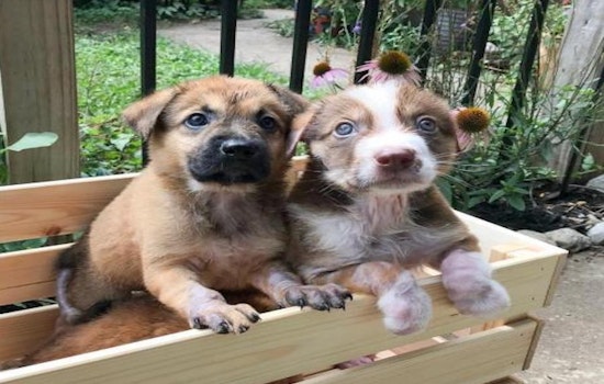 Looking to adopt a pet? Here are 4 cuddly canines to adopt now in Austin