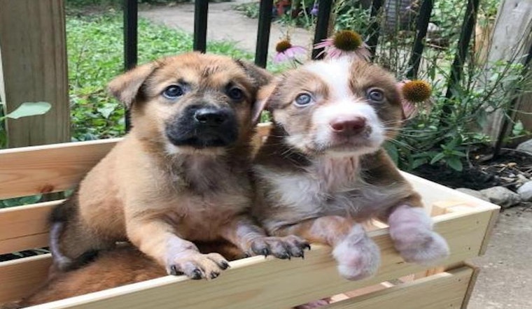 Looking to adopt a pet? Here are 4 cuddly canines to adopt now in Austin