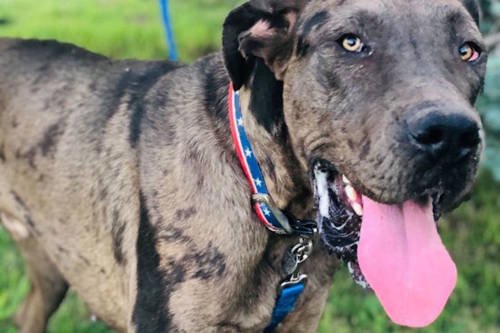 Meet these 7 cuddly canines currently up for adoption in Dallas
