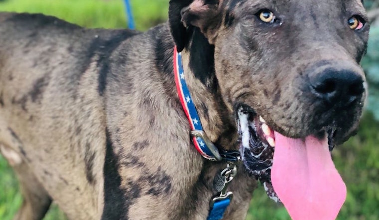 Meet these 7 cuddly canines currently up for adoption in Dallas