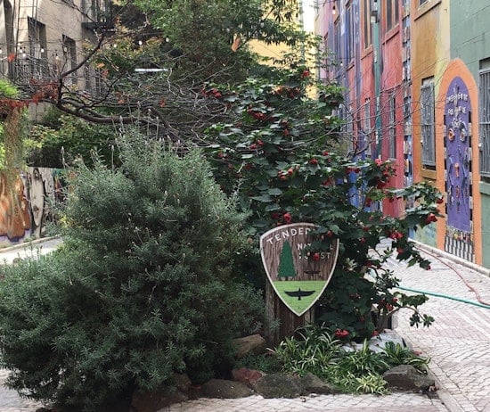 Hidden Gem: Inside The Tenderloin National Forest