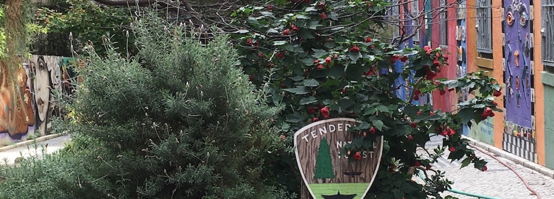 Hidden Gem: Inside The Tenderloin National Forest