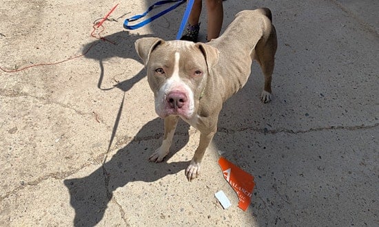 7 cuddly canines to adopt now in Colorado Springs