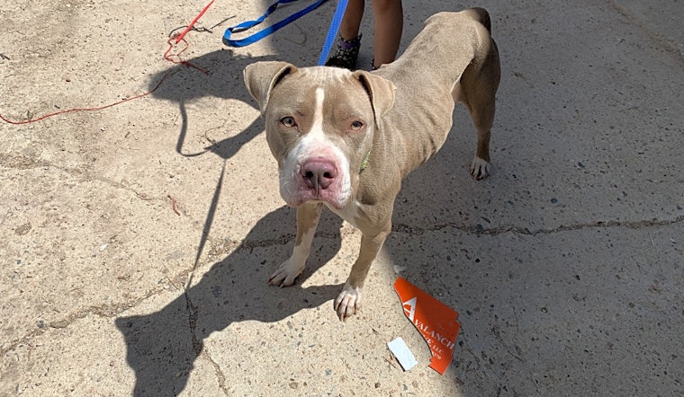 7 cuddly canines to adopt now in Colorado Springs