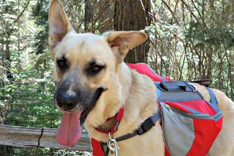 3 cuddly canines to adopt now in Sunnyvale