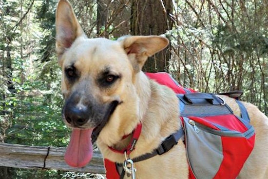 3 cuddly canines to adopt now in Sunnyvale
