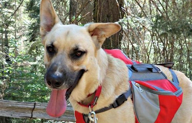 3 cuddly canines to adopt now in Sunnyvale