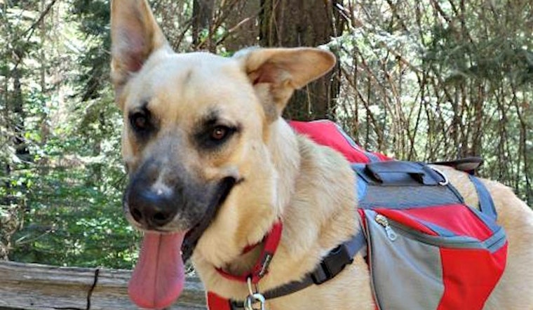 3 cuddly canines to adopt now in Sunnyvale