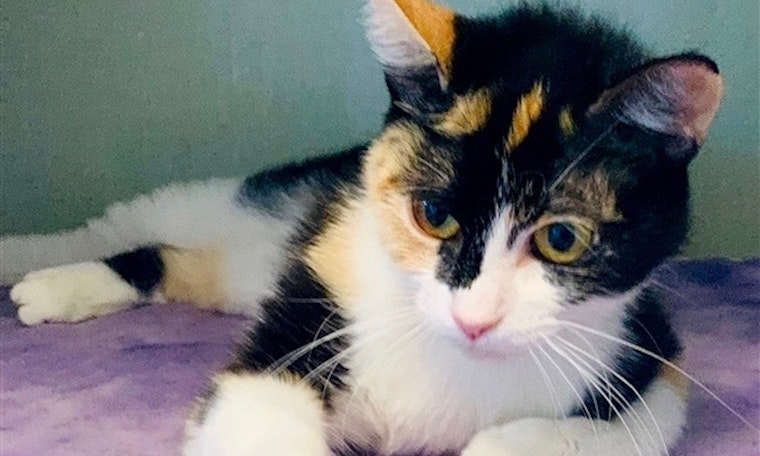 Looking to adopt a kitty? Here are 4 cool cats ready for new homes right now in Denver