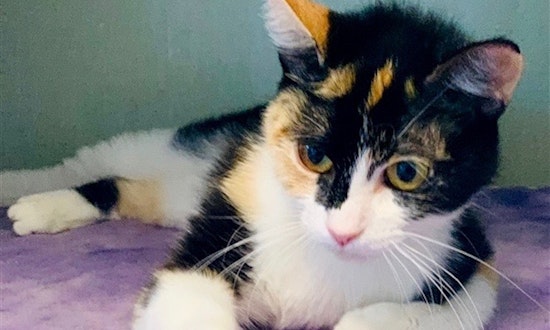 Looking to adopt a kitty? Here are 4 cool cats ready for new homes right now in Denver