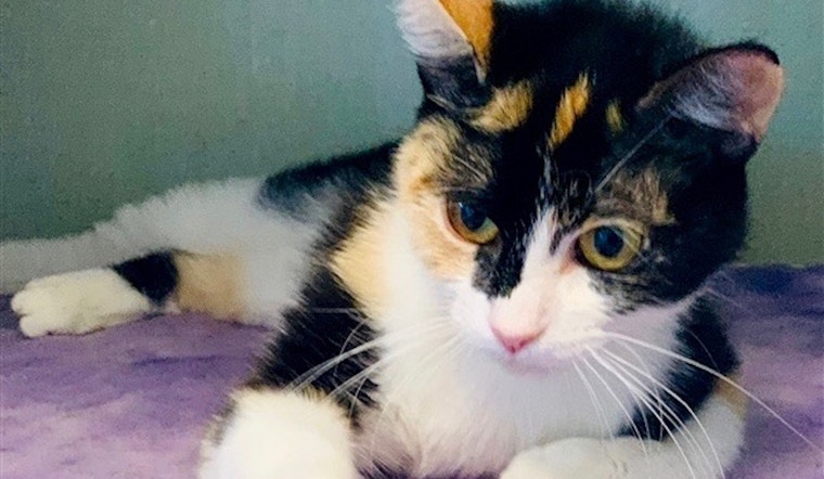Looking to adopt a kitty? Here are 4 cool cats ready for new homes right now in Denver