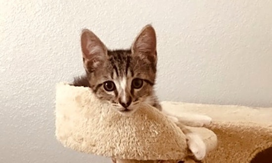 5 cute-as-can-be kittens up for adoption right now in Plano