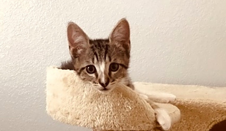 5 cute-as-can-be kittens up for adoption right now in Plano