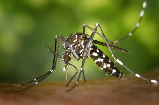 Top Chicago news: Lake swallows up 2 beaches; city ranked 10th for most disease-spreading bugs; more