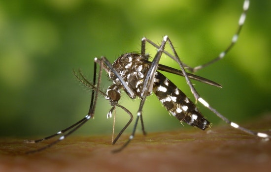 Top Chicago news: Lake swallows up 2 beaches; city ranked 10th for most disease-spreading bugs; more