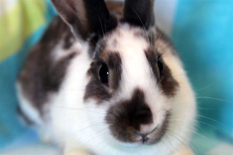 These Irvine-based rabbits are up for adoption