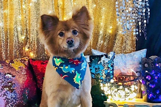 Spoil your furry best friend at Arlington's top 5 pet stores