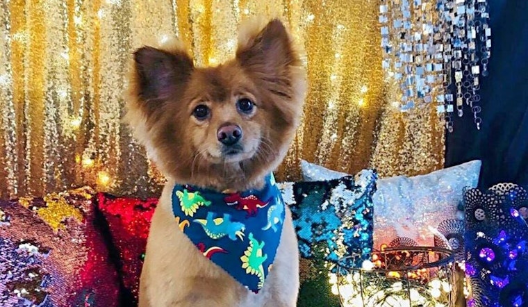Spoil your furry best friend at Arlington's top 5 pet stores