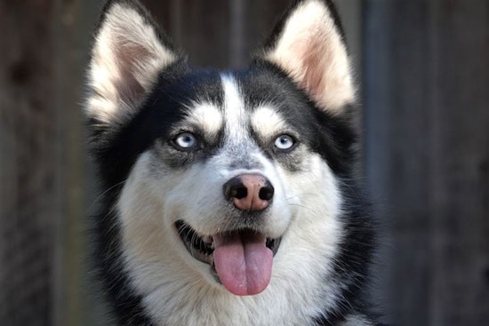 Want to adopt a pet? Here are 7 delightful doggies to adopt now in San Jose