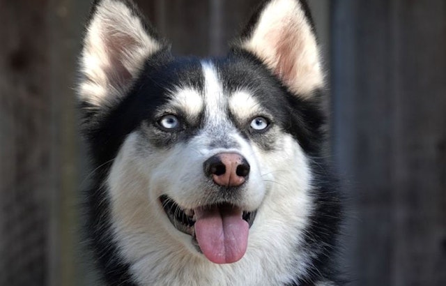 Want to adopt a pet? Here are 7 delightful doggies to adopt now in San Jose